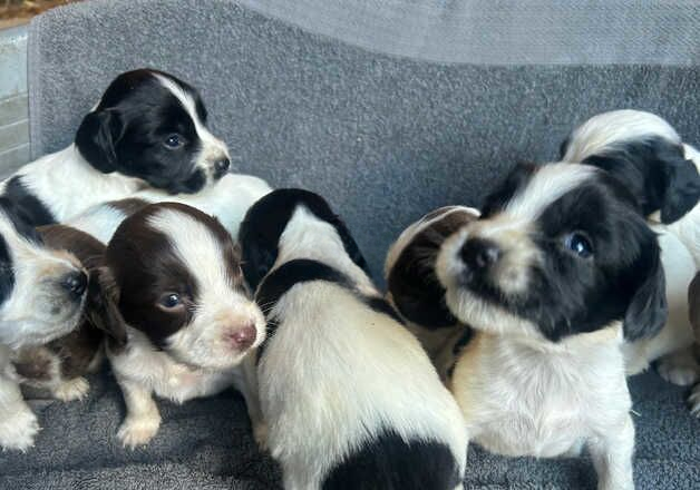 Springer spaniel puppies for sale in Crediton, Devon - Image 3