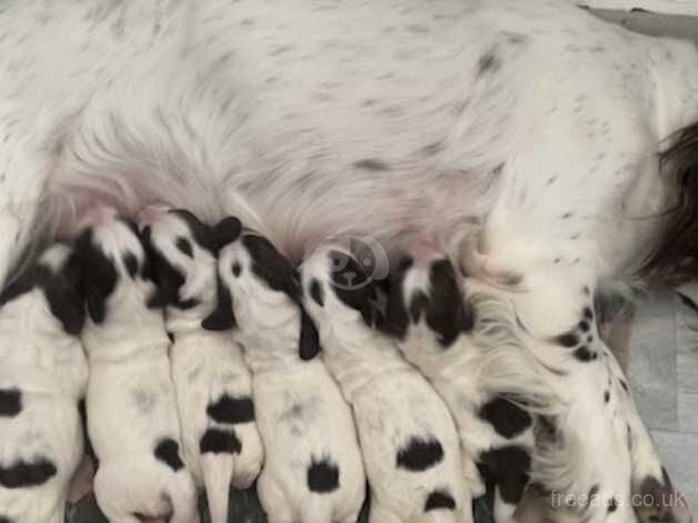 Springer Spaniel Puppies for sale in Crewkerne, Somerset