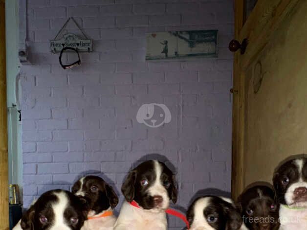 Springer spaniel puppies for sale in Faringdon, Oxfordshire