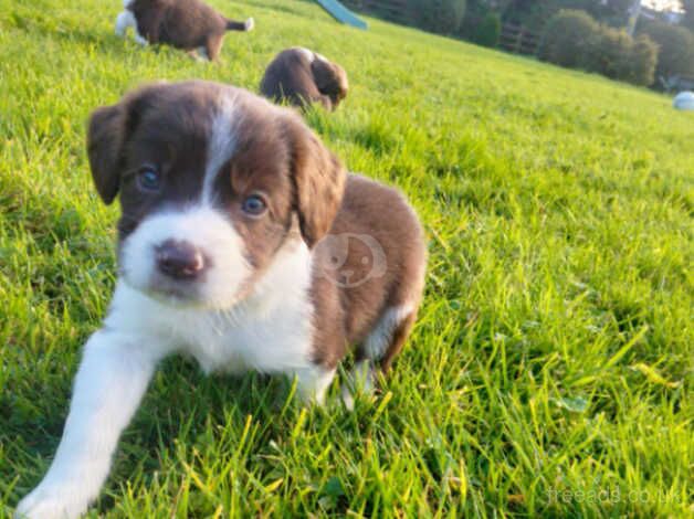 Springer spaniel puppies for sale in Glasgow, Glasgow City