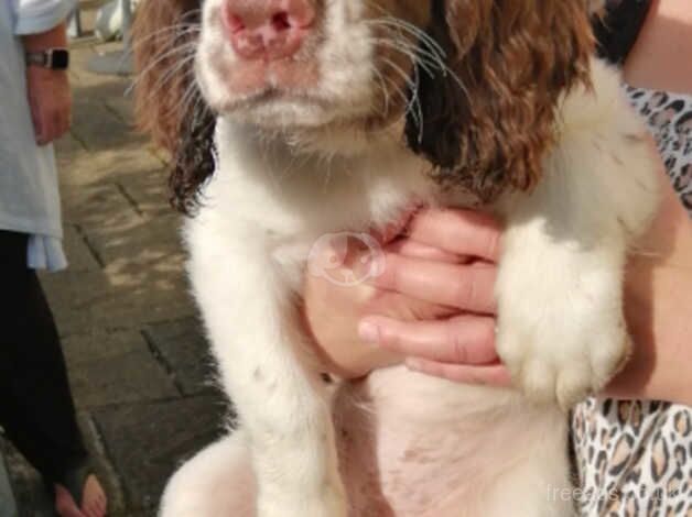 Springer spaniel puppies for sale in Haverfordwest/Hwlffordd, Pembrokeshire