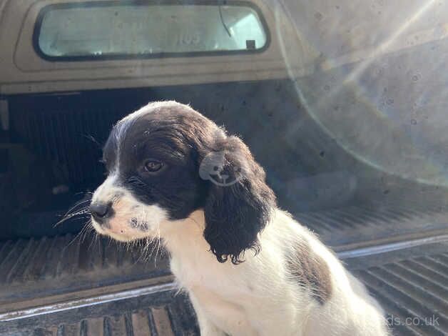 Springer Spaniel puppies for sale in Hereford, Herefordshire - Image 1