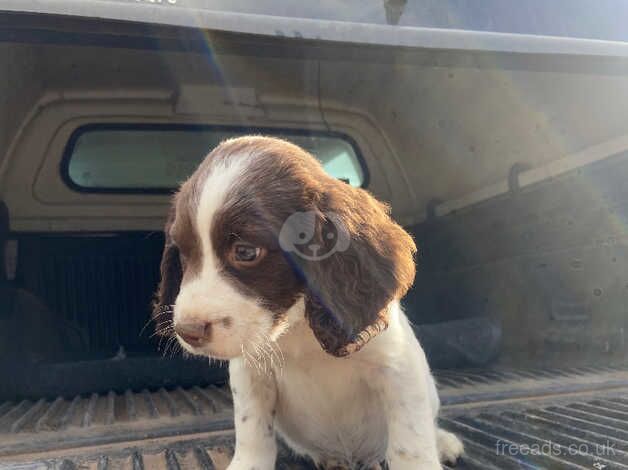 Springer Spaniel puppies for sale in Hereford, Herefordshire - Image 2