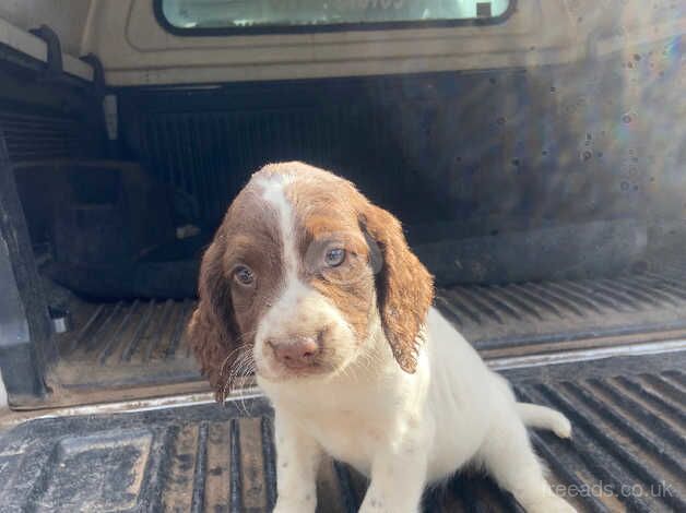 Springer Spaniel puppies for sale in Hereford, Herefordshire - Image 3