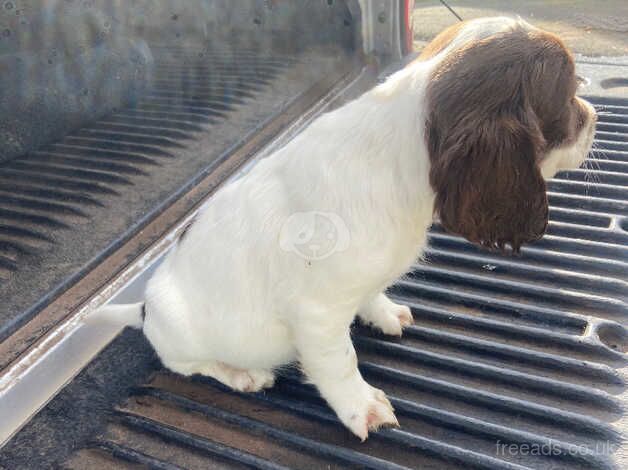 Springer Spaniel puppies for sale in Hereford, Herefordshire - Image 4