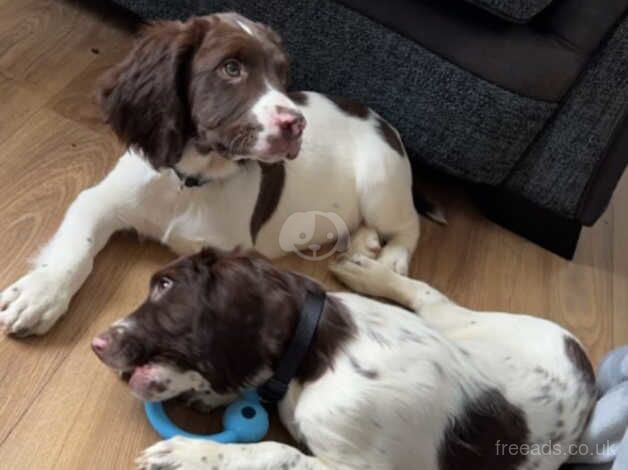 Springer Spaniel puppies. for sale in Hope, Shropshire