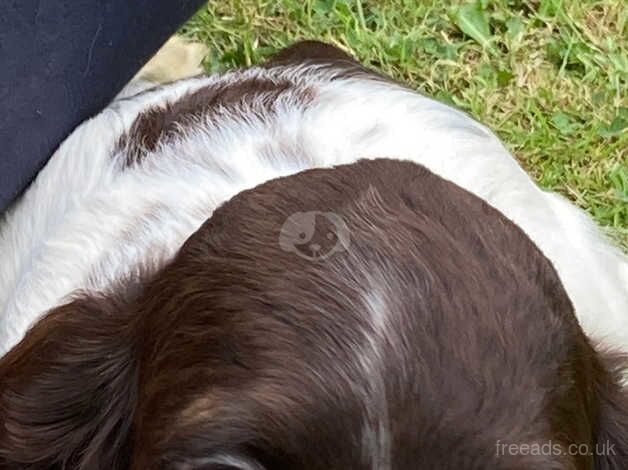 Springer Spaniel puppies. for sale in Hope, Shropshire - Image 3