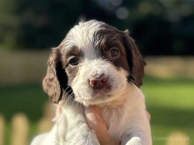 Springer spaniel puppies for sale in Pocklington, East Riding of Yorkshire