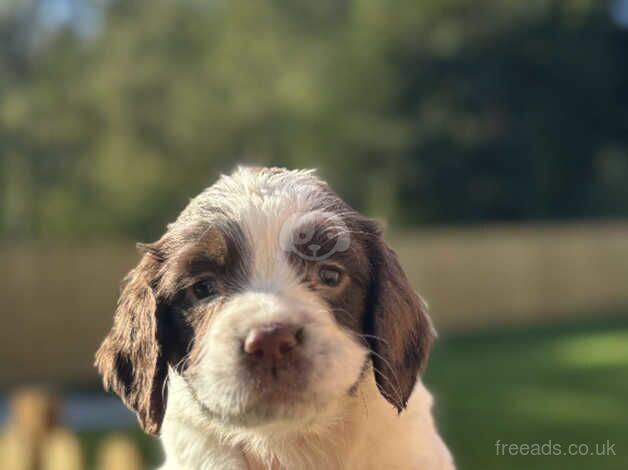 Springer spaniel puppies for sale in Pocklington, East Riding of Yorkshire - Image 2