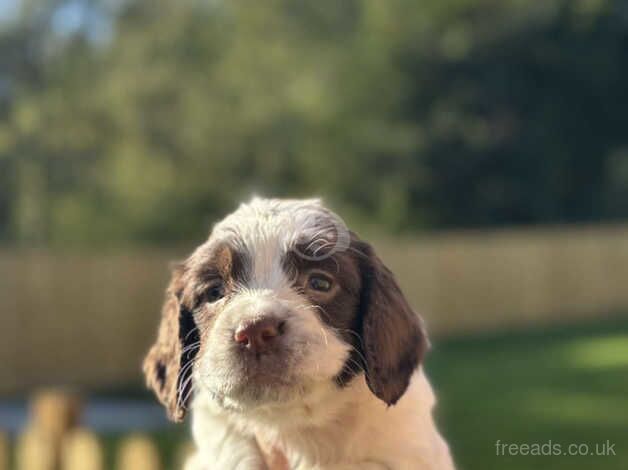 Springer spaniel puppies for sale in Pocklington, East Riding of Yorkshire - Image 3