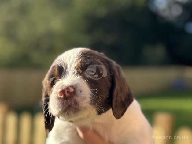 Springer spaniel puppies for sale in Pocklington, East Riding of Yorkshire - Image 4