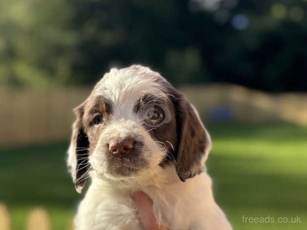 Springer spaniel puppies for sale in Pocklington, East Riding of Yorkshire - Image 5