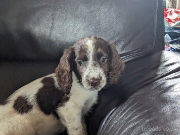 Springer spaniel puppies for sale in Rossendale