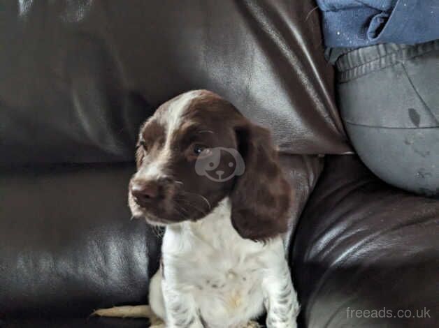 Springer spaniel puppies for sale in Rossendale - Image 2