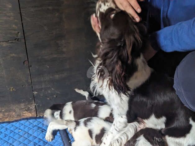 Springer spaniel puppies for sale in Rossendale - Image 3