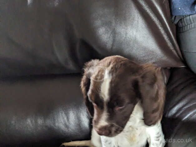 Springer spaniel puppies for sale in Rossendale - Image 4