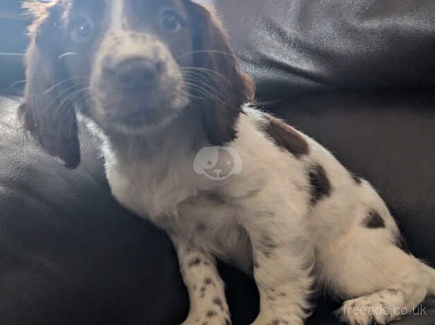 Springer spaniel puppies for sale in Rossendale - Image 5