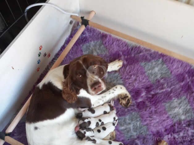 Springer spaniel puppies for sale in Rotherham, South Yorkshire