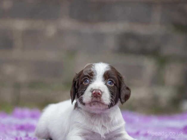 Springer spaniel puppies for sale in Rotherham, South Yorkshire - Image 2