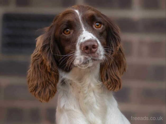 Springer spaniel puppies for sale in Rotherham, South Yorkshire - Image 3