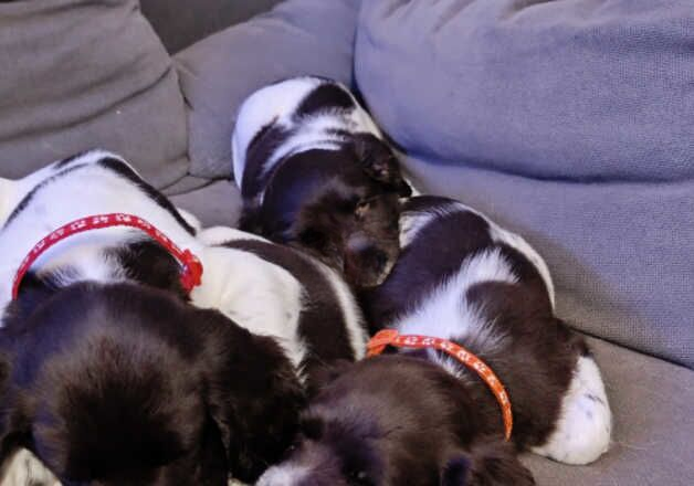 Springer spaniel Puppies ready now for sale in Norwich, Norfolk