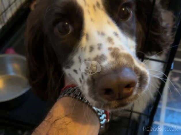 Springer Spaniel puppy for sale in Leicester, Leicestershire