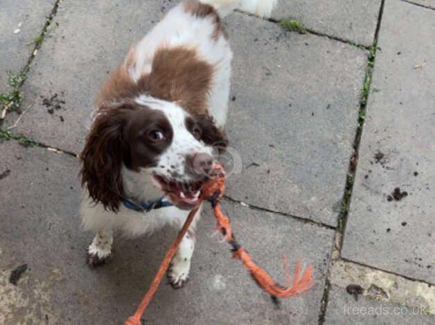 Springer Spaniel puppy for sale in Leicester, Leicestershire - Image 2