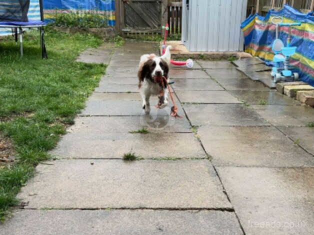 Springer Spaniel puppy for sale in Leicester, Leicestershire - Image 3