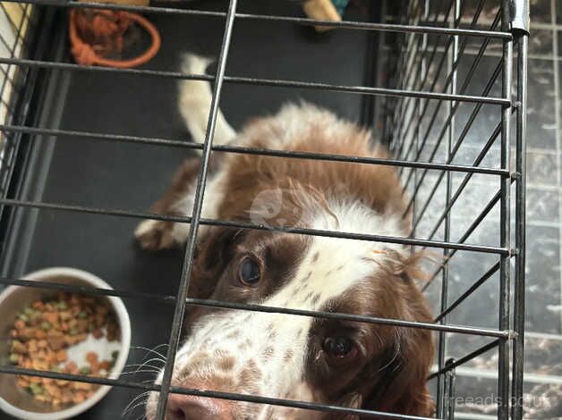 Springer Spaniel puppy for sale in Leicester, Leicestershire - Image 4