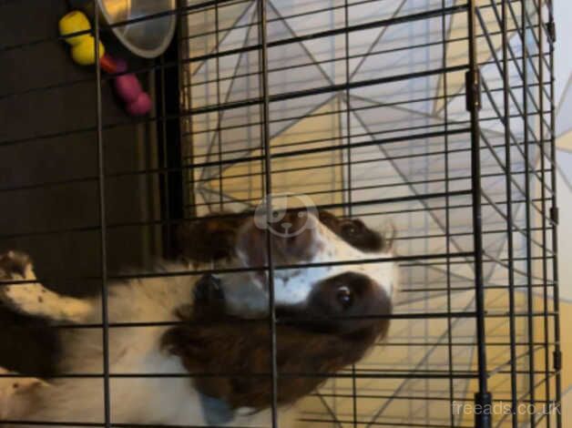 Springer Spaniel puppy for sale in Leicester, Leicestershire - Image 5