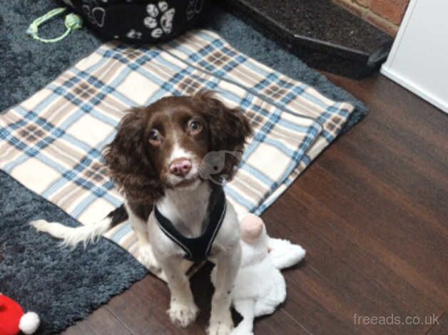 Springer spaniel puppy for sale in Bolton, Greater Manchester