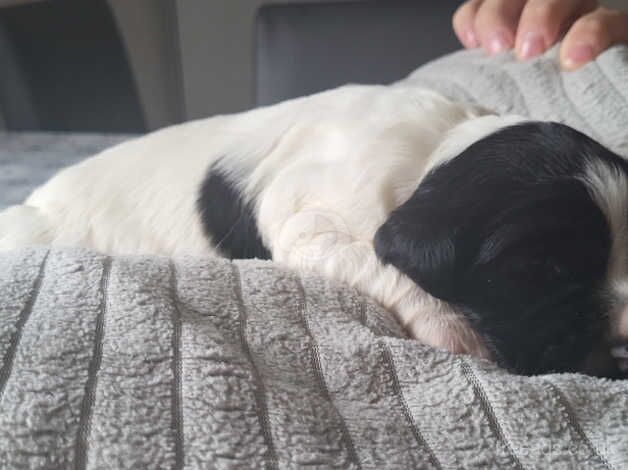 Springer spaniel puppy for sale in Swadlincote, Derbyshire - Image 3