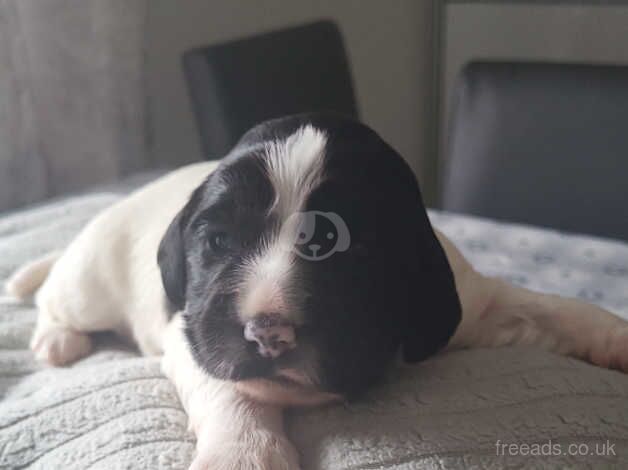 Springer Spaniel Puppies for sale