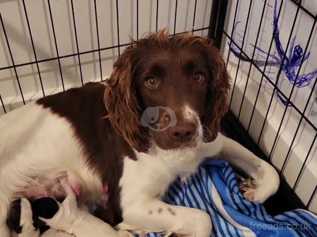 Springer spaniel puppy for sale in Swadlincote, Derbyshire - Image 5