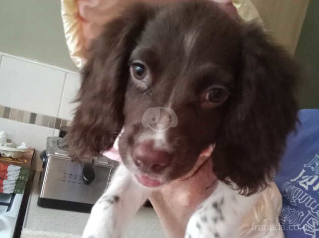 Springer spaniel puppy for sale in Wakefield, West Yorkshire