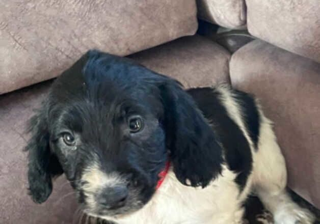 Springer spaniel puppy's for sale in Kidlington, Oxfordshire - Image 2