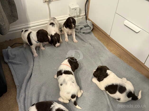 Springer spaniel puppys for sale in Pontefract, West Yorkshire