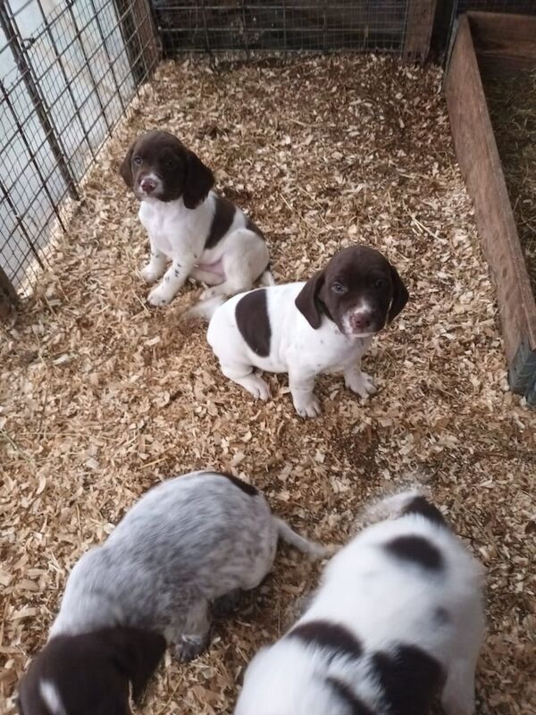 Springer Spaniel pups for sale in Durham, County Durham