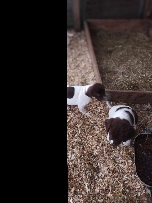 Springer Spaniel pups for sale in Durham, County Durham - Image 2