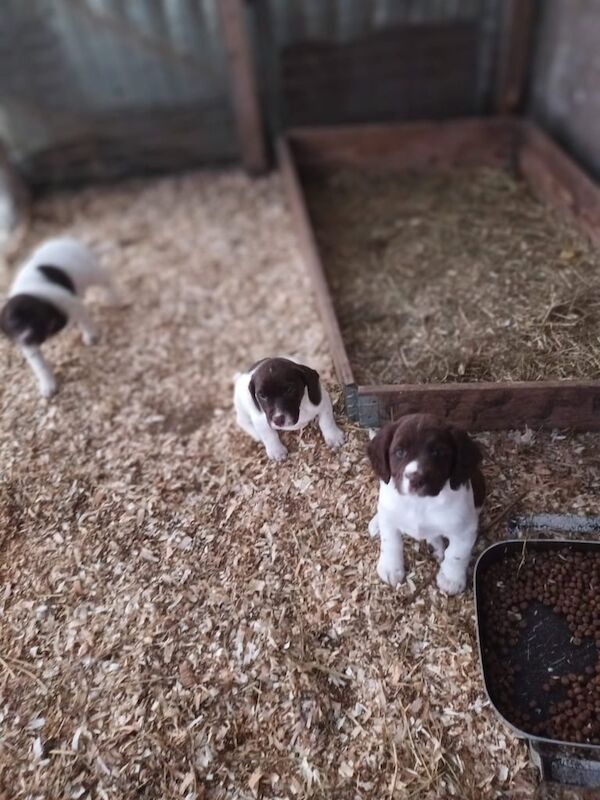 Springer Spaniel pups for sale in Durham, County Durham - Image 3