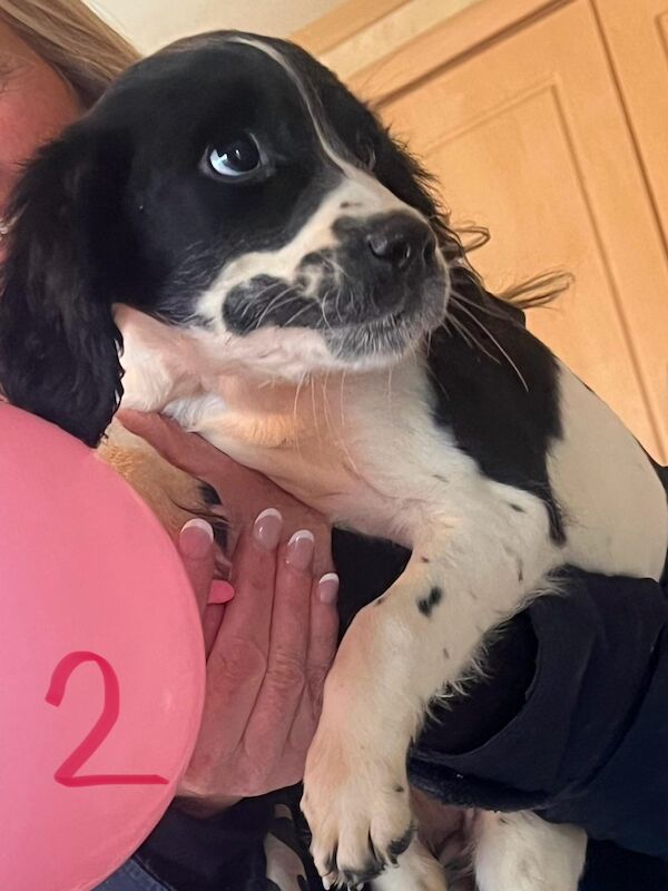 Springer Spaniel Pups for sale £550 for sale in Tighnabruaich, Argyll and Bute