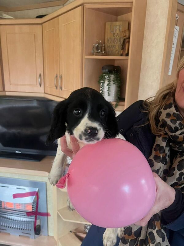 Springer Spaniel Pups for sale £550 for sale in Tighnabruaich, Argyll and Bute - Image 2