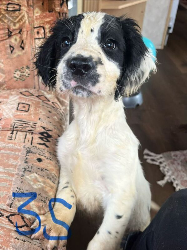 Springer Spaniel Pups for sale £550 for sale in Tighnabruaich, Argyll and Bute - Image 3