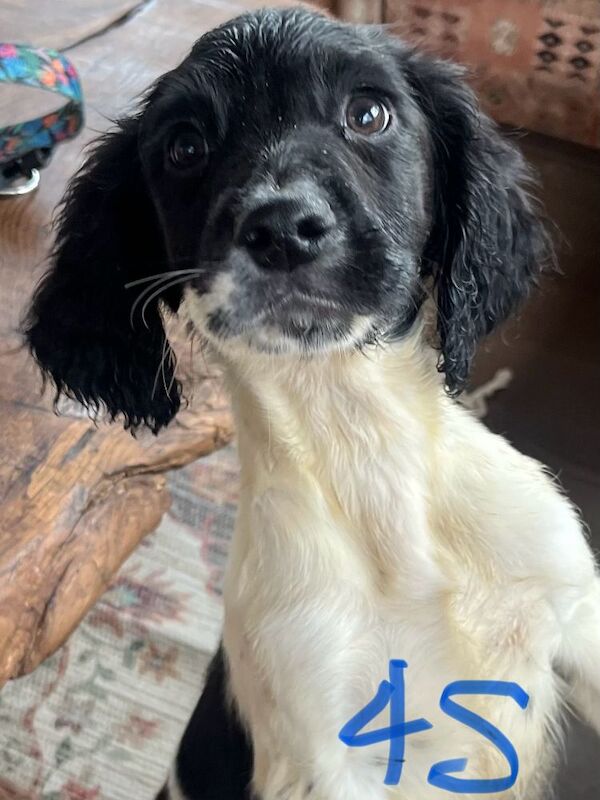 Springer Spaniel Pups for sale £550 for sale in Tighnabruaich, Argyll and Bute - Image 4