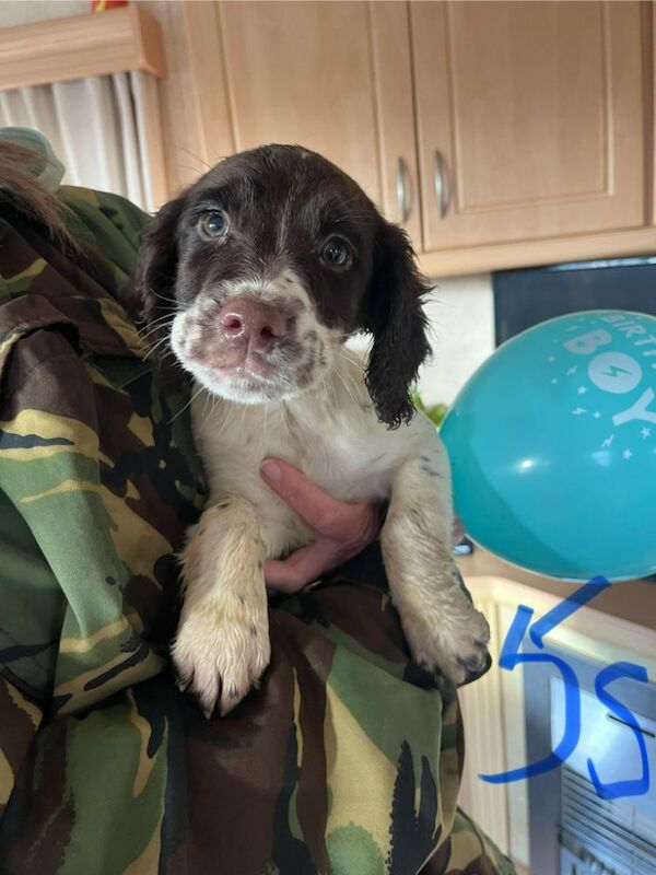 Springer Spaniel Pups for sale £550 for sale in Tighnabruaich, Argyll and Bute - Image 5