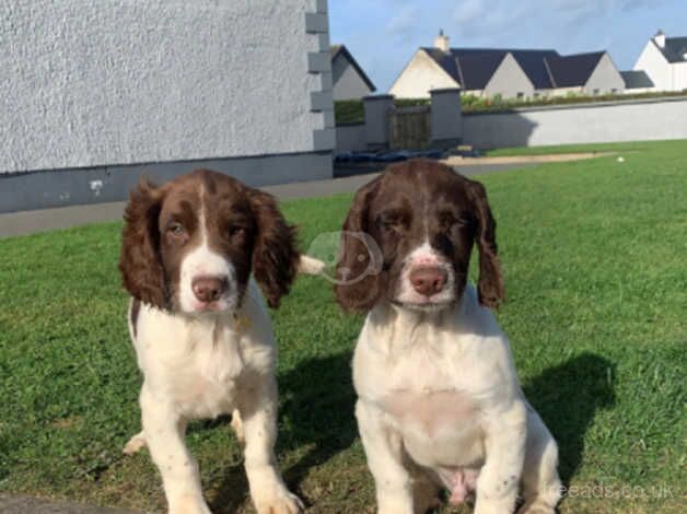 Springer spaniel pups for sale in Cookstown, Cookstown