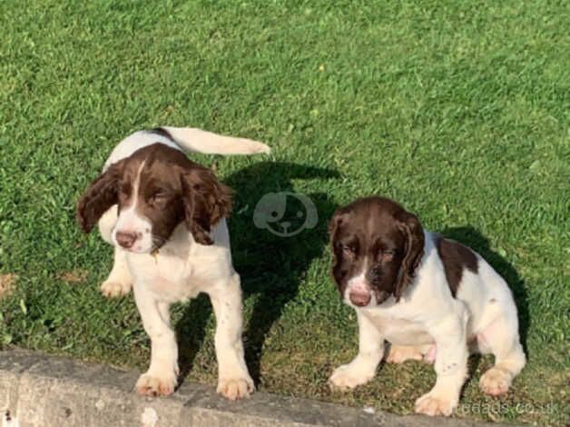 Springer Spaniels for sale in Cookstown, Cookstown