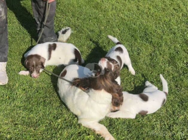 Springer Spaniel Puppies for sale in Cookstown