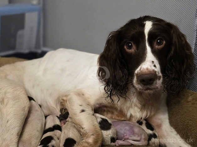 Springer spaniel pups for sale in Dumbarton, West Dunbartonshire