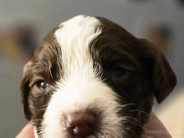 Springer Spaniel Puppies for sale in West Dunbartonshire